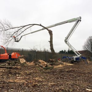 Tree Surgery